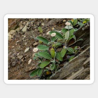 The Marlborough Rock Daisy Sticker